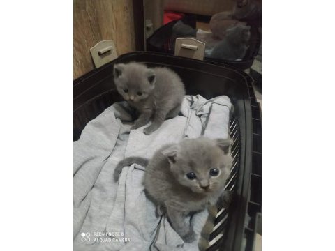 Yavru scottish fold