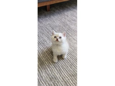 Golden point erkek british shorthair kardeşler
