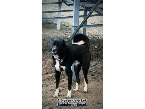 Haymana karası köpeğimiz