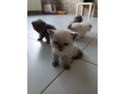 Baby scottish fold sahiplerini bekliyor
