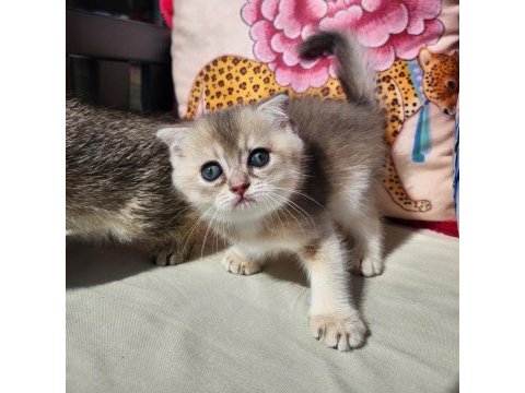 Gold scottish fold bebekler