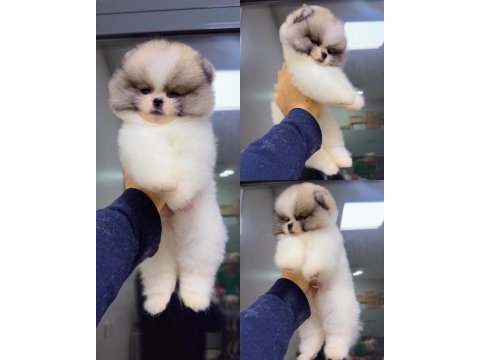 Kesinlikle (ayı surat) garantili teslim pomeranian