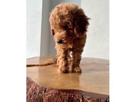 Toy poodle 1 dişi ve 1 erkek