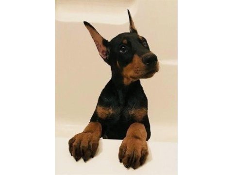 Sağlık ve ırk garantili doberman