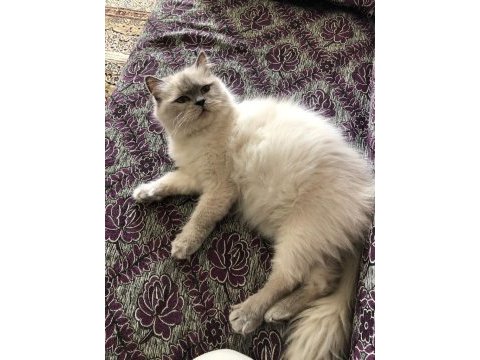 Ücretsiz sahiplendirme british longhair