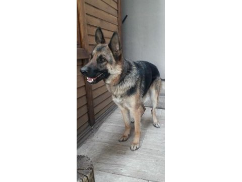 Safkan k9 eğitimli alman kurdu