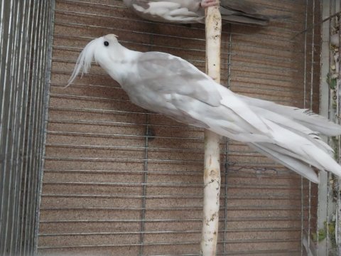 Yavru ve damızlık sultan papağanı