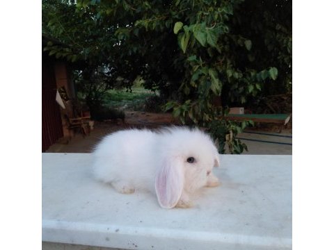 Orjinal hollanda lop tavşanı yavru