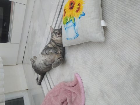 Tekir yavruma acil yuva arıyoruz