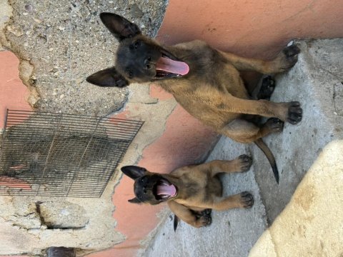 Üst düzey kalitede belçika malinois yavrular