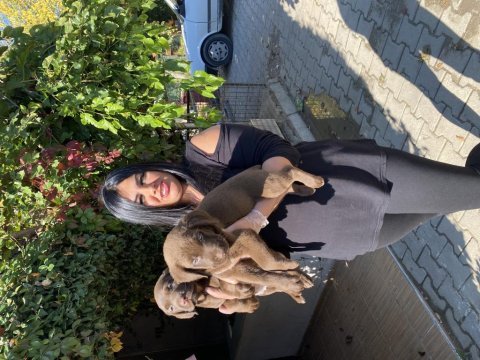 Çikolata labrador yavrularım