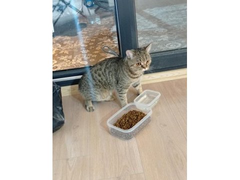 Çok uysal sevecen evcil kedimiz