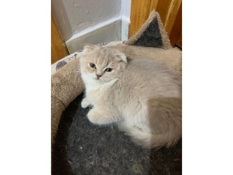 Sahibinden scottish fold