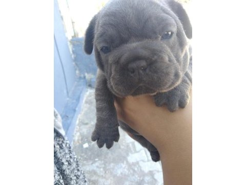 Fransız bulldog sahiplendirilecektir
