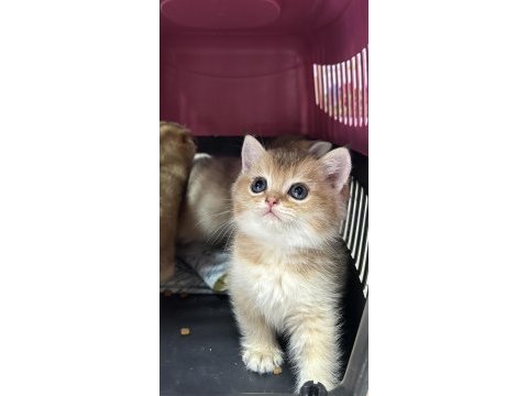 Golden british shorthair yavrularımız