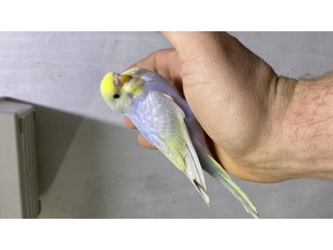 Rainbow muhabbet kuşu yavrular