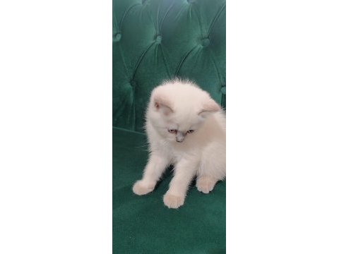 Sahibinden british shorthair 55 günlük