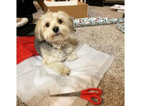 Morkie eğitimi havlama huyu yok
