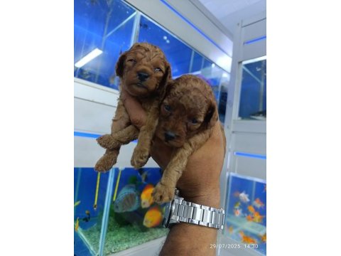 Red brown toy poodle bebekler