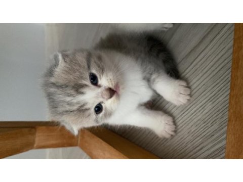 Scottish fold british bebekler