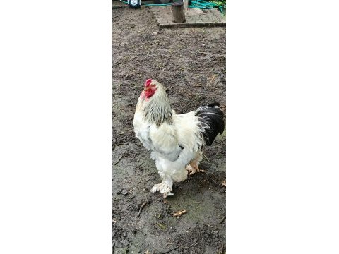 Brahma horozları