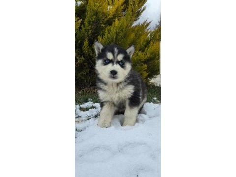 Maviş gözlü safkan husky minikler