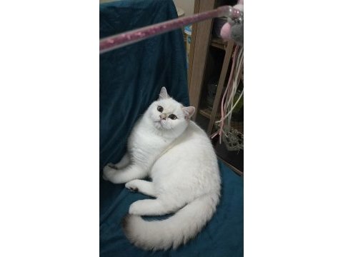 British longhair yeni ailem olmak ister misiniz