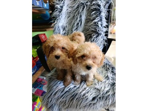 Maltipoo yavrular