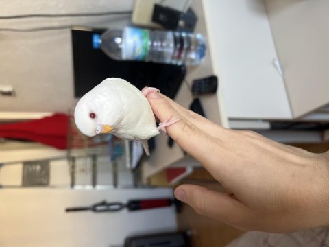 Albino muhabbet kuşu