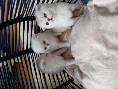 Scottish fold rezerve ye açıktır