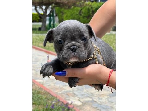 Mini boy erkek bulldog