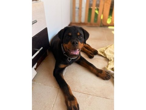 A şecereli erkek rottweiler yavrularım
