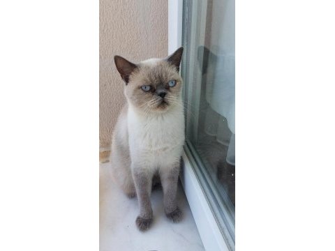 Kedimize iyi bakabilecek kişiye ücretsiz sahiplendirilecek