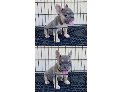 İsabella & fluffy taşıyıcı french bulldog bebekler