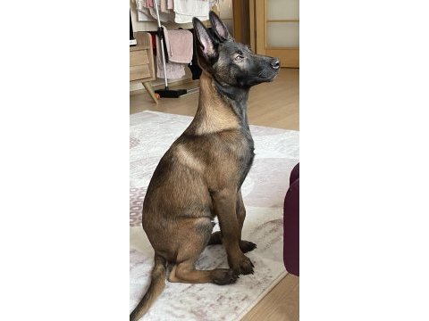 Üst düzey erkek malinois
