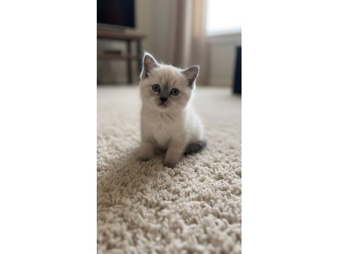 British shorthair kedisi