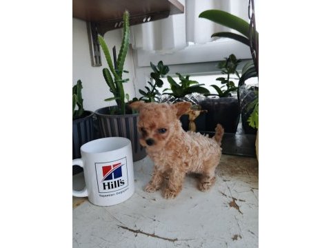 Micro tea cup poodle