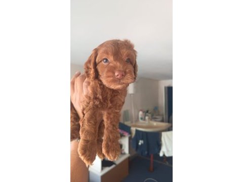 Safkan cockapoo yavrumuz