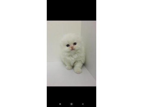 Scottish fold longhair dişi mavi gözlü