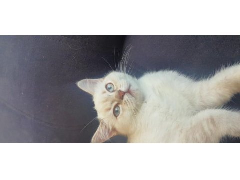 Scottish blue point cinsi 3 aylık dişi