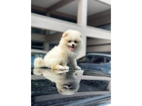 Erkek ve dişi pomeranian boo