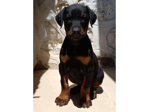 Doberman yavru köpeklerimiz