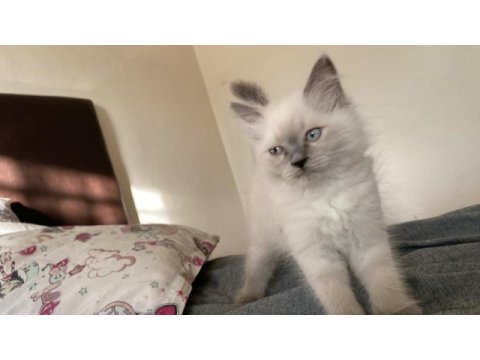 Sahiplendirme british longhair