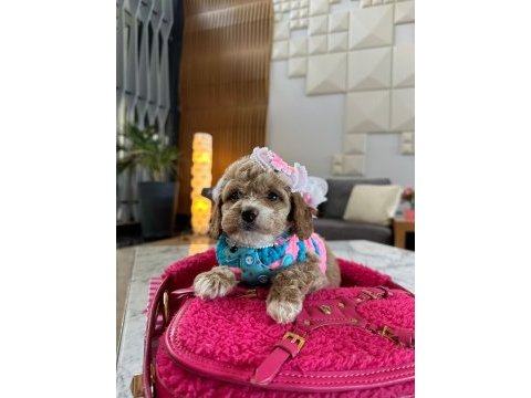Çok uygun toy poodle acil ilk gelen alır
