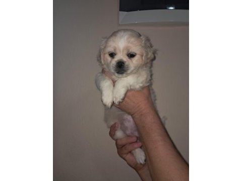 Shih tzu 2 aylık şitsu yavrularımız sahiplendirilecektir