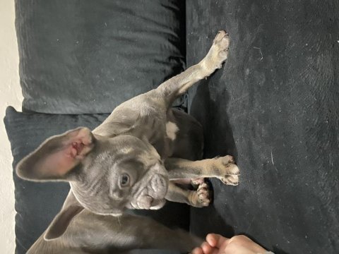 Dişi lilac tan french bulldog