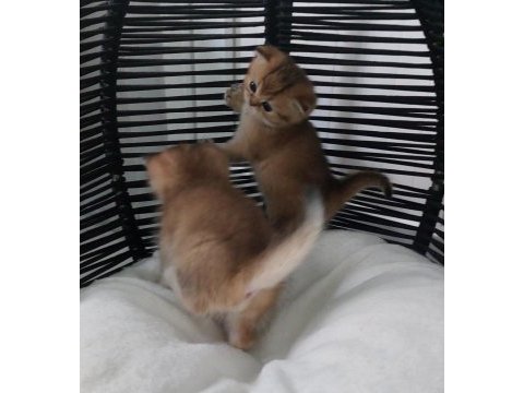 Ny11 black golden british shorthair safkan