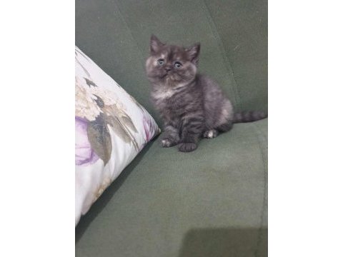 Dişi british shorthair bebeğimiz yeni yuvasını arıyor
