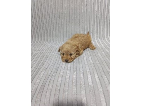 Maltipoo erkek yavru