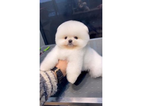 Pomeranian boo